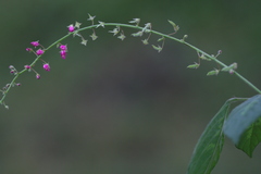 Pseudarthria viscida